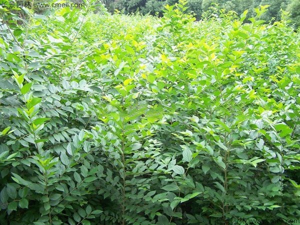 沙樸<a href='http://njszjj.com/' target='_blank'>種子</a>發(fā)芽出苗圖片