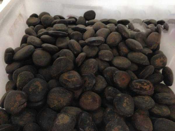 <a href='http://njszjj.com/linmuzhongzi/2267.html' target='_blank'>平安豆種子</a>圖片