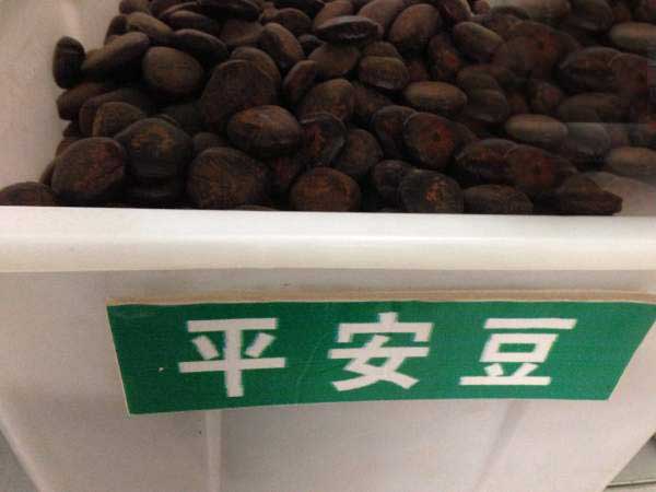 <a href='http://njszjj.com/linmuzhongzi/2267.html' target='_blank'>平安豆種子</a>圖片