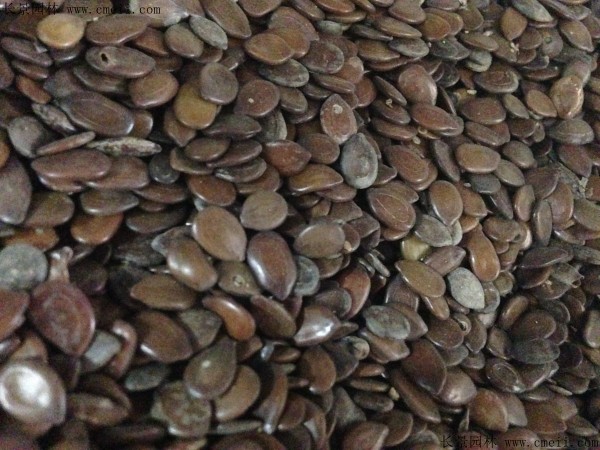 <a href='http://njszjj.com/linmuzhongzi/2253.html' target='_blank'>銀合歡種子</a>圖片