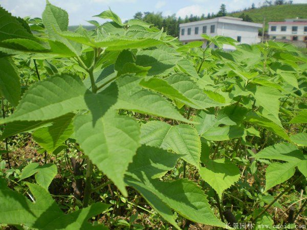 構(gòu)樹<a href='http://njszjj.com/' target='_blank'>種子</a>發(fā)芽出苗圖片
