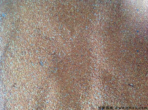 <a href='http://njszjj.com/linmuzhongzi/2236.html' target='_blank'>楮實子</a>圖片