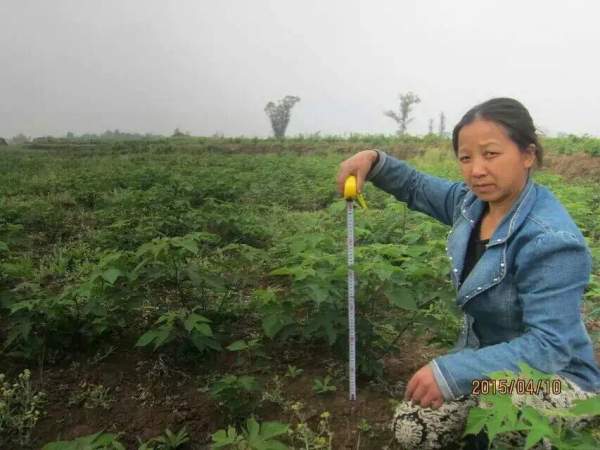 <a href='http://njszjj.com/linmuzhongzi/1714.html' target='_blank'>構(gòu)樹</a><a href='http://njszjj.com/' target='_blank'>種子</a>發(fā)芽出苗圖片