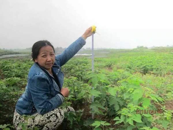 <a href='http://njszjj.com/linmuzhongzi/1714.html' target='_blank'>構(gòu)樹種子</a>發(fā)芽出苗圖片