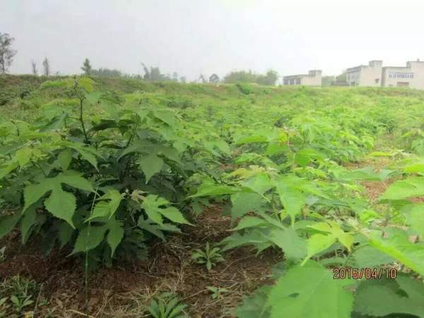 <a href='http://njszjj.com/linmuzhongzi/1714.html' target='_blank'>構(gòu)樹種子</a>發(fā)芽出苗圖片