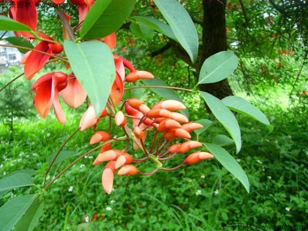 <a href='http://njszjj.com/linmuzhongzi/2202.html' target='_blank'>雞冠刺桐種子</a>發(fā)芽出苗開花圖片