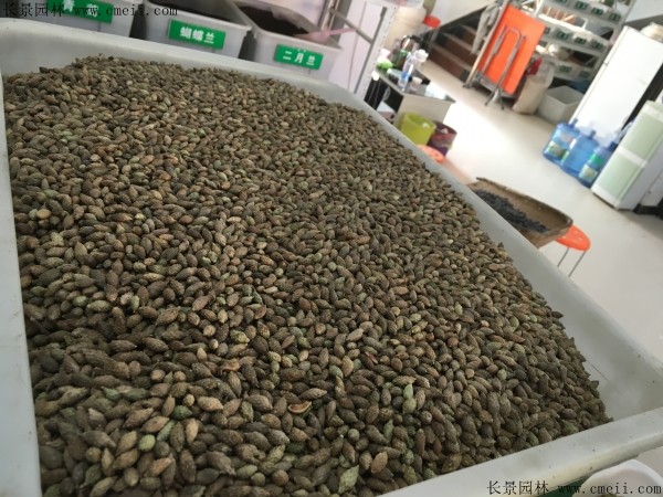 <a href='http://njszjj.com/linmuzhongzi/2202.html' target='_blank'>雞冠刺桐種子</a>圖片