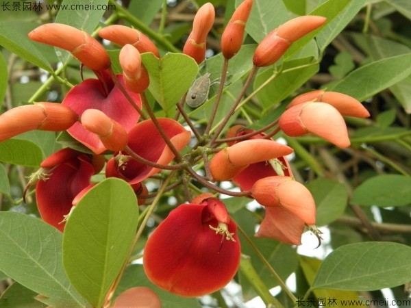 雞冠<a href='http://njszjj.com/linmuzhongzi/2227.html' target='_blank'>刺桐種子</a>發(fā)芽出苗開花圖片