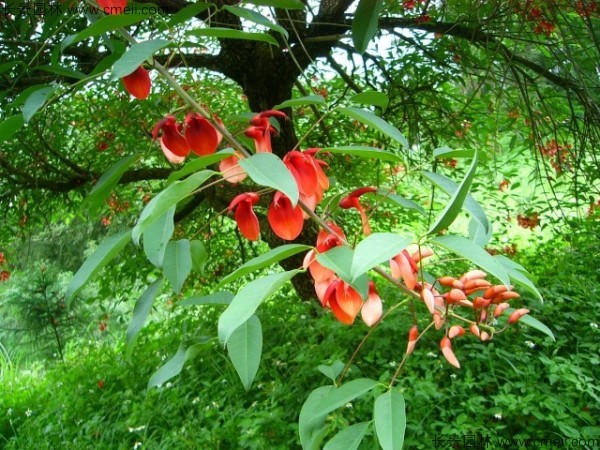 雞冠<a href='http://njszjj.com/linmuzhongzi/2227.html' target='_blank'>刺桐種子</a>發(fā)芽出苗開花圖片