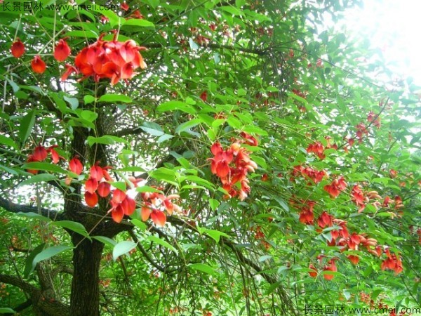 雞冠<a href='http://njszjj.com/linmuzhongzi/2227.html' target='_blank'>刺桐種子</a>發(fā)芽出苗開花圖片