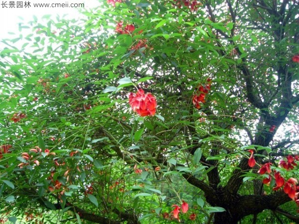 <a href='http://njszjj.com/linmuzhongzi/2202.html' target='_blank'>雞冠刺桐種子</a>發(fā)芽出苗開花圖片