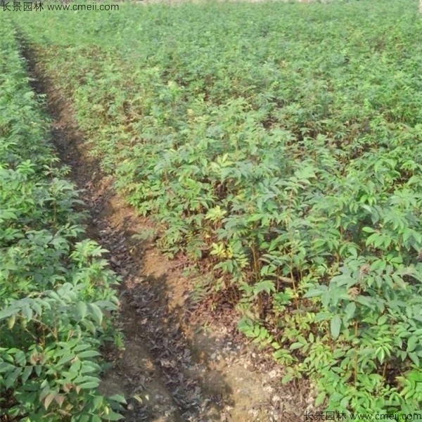 金錢柳<a href='http://njszjj.com/' target='_blank'>種子</a>發(fā)芽出苗圖片