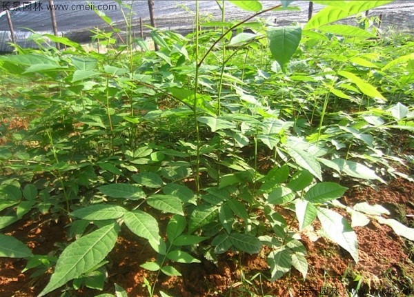 <a href='http://njszjj.com/linmuzhongzi/2201.html' target='_blank'>金錢柳種子</a>發(fā)芽出苗圖片