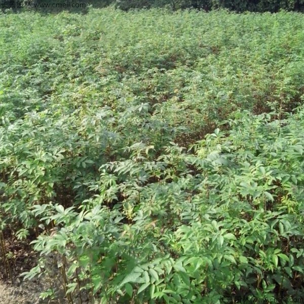 <a href='http://njszjj.com/linmuzhongzi/2201.html' target='_blank'>金錢柳種子</a>發(fā)芽出苗圖片