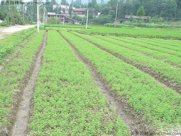 <a href='http://njszjj.com/linmuzhongzi/1823.html' target='_blank'>池杉</a><a href='http://njszjj.com/' target='_blank'>種子</a>發(fā)芽出苗圖片