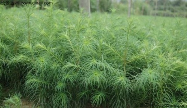 <a href='http://njszjj.com/linmuzhongzi/1823.html' target='_blank'>池杉種子</a>發(fā)芽出苗圖片