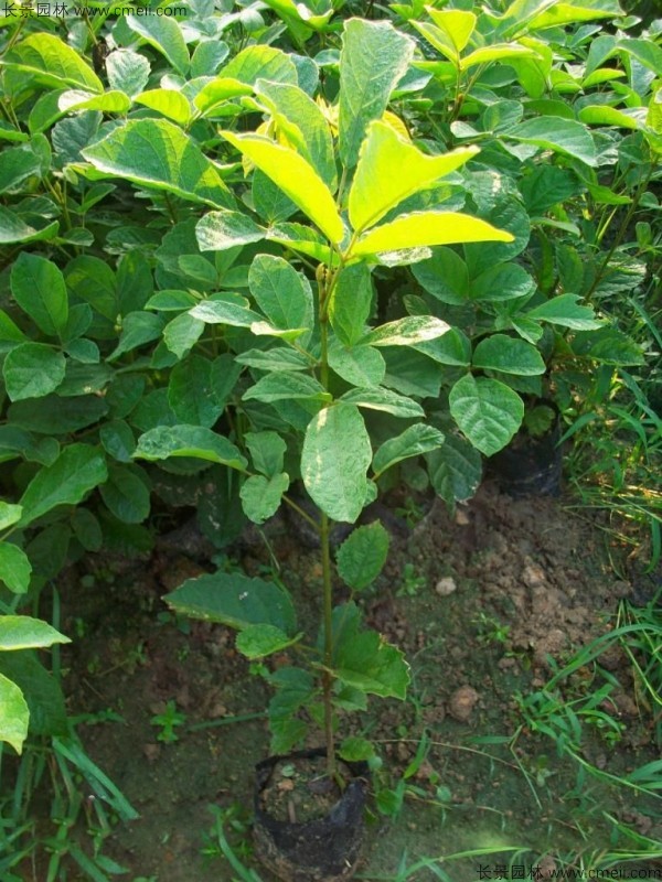 <a href='http://njszjj.com/linmuzhongzi/1796.html' target='_blank'>紅花風鈴木種子</a>發(fā)芽出苗圖片