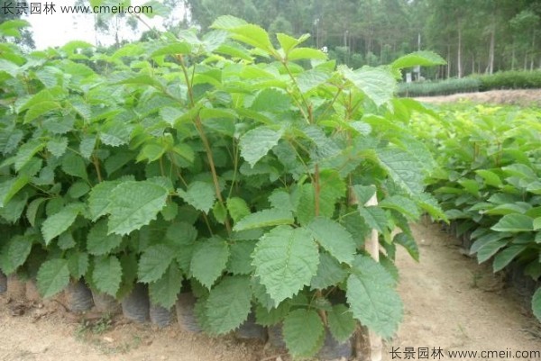 <a href='http://njszjj.com/yaocaizhongzi/2335.html' target='_blank'>紅花</a>風鈴木<a href='http://njszjj.com/' target='_blank'>種子</a>發(fā)芽出苗圖片