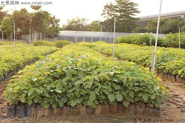 <a href='http://njszjj.com/yaocaizhongzi/2335.html' target='_blank'>紅花</a>風鈴木種子發(fā)芽出苗圖片