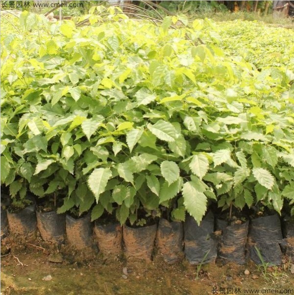 <a href='http://njszjj.com/linmuzhongzi/1796.html' target='_blank'>紅花風鈴木</a><a href='http://njszjj.com/' target='_blank'>種子</a>發(fā)芽出苗圖片