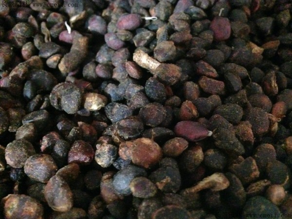 <a href='http://njszjj.com/linmuzhongzi/1791.html' target='_blank'>紅花玉蘭種子</a>圖片