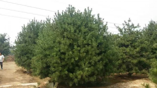 白皮<a href='http://njszjj.com/songbailei/3476.html' target='_blank'>松樹</a>苗圖片