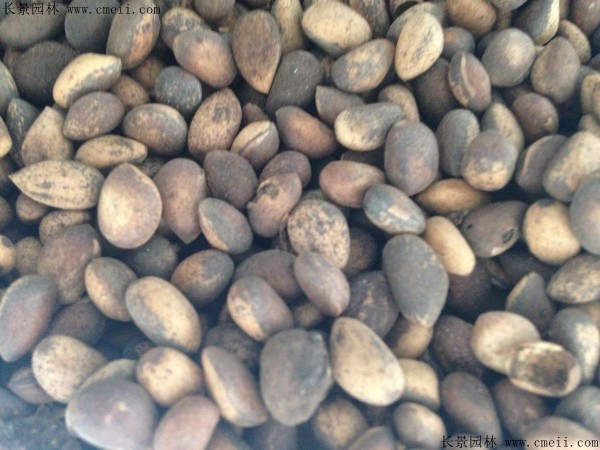 <a href='http://njszjj.com/linmuzhongzi/1789.html' target='_blank'>白皮松種子</a>圖片