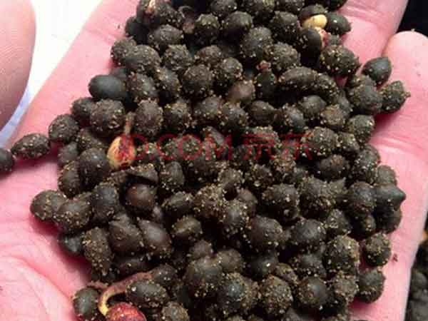 <a href='http://njszjj.com/linmuzhongzi/1724.html' target='_blank'>紅豆杉</a><a href='http://njszjj.com/' target='_blank'>種子</a>圖片