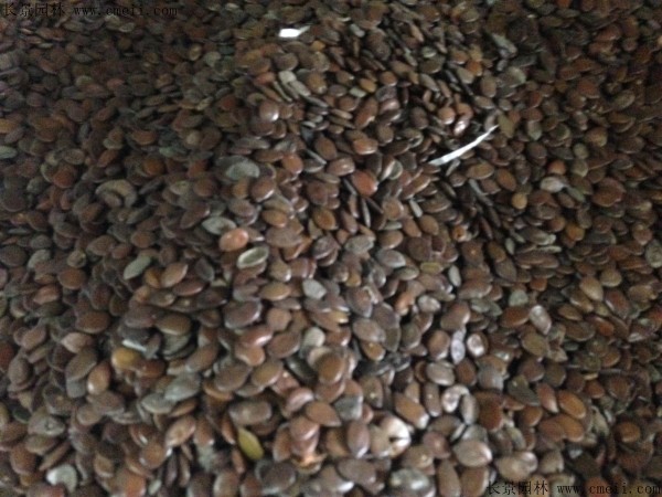 <a href='http://njszjj.com/linmuzhongzi/1718.html' target='_blank'>合歡種子</a>圖片