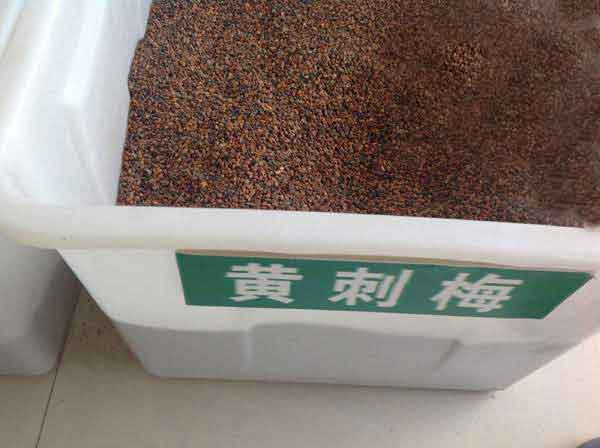 <a href='http://njszjj.com/linmuzhongzi/1709.html' target='_blank'>黃刺玫種子</a>圖片