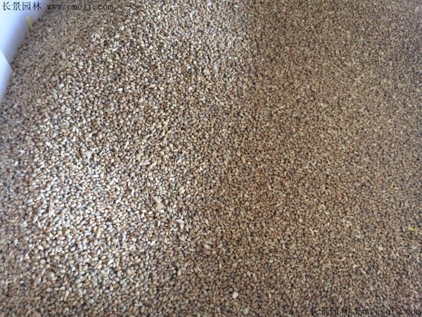 <a href='http://njszjj.com/mucaozhongzi/1690.html' target='_blank'>提木西草種子</a>圖片