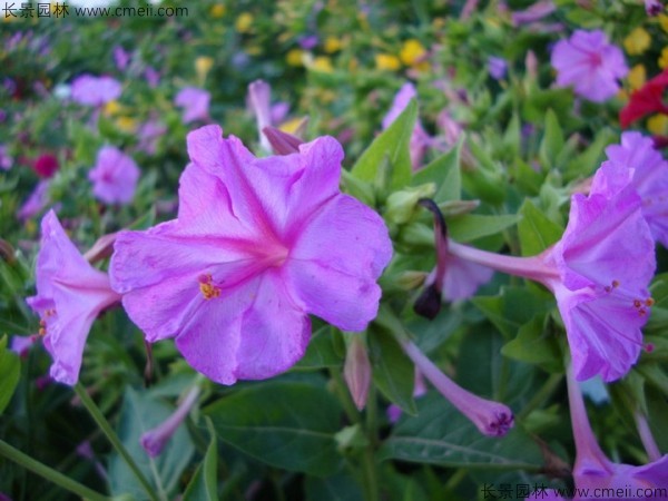 <a href='http://njszjj.com/caohuazhongzi/1648.html' target='_blank'>野茉莉種子</a>發(fā)芽出苗開花圖片