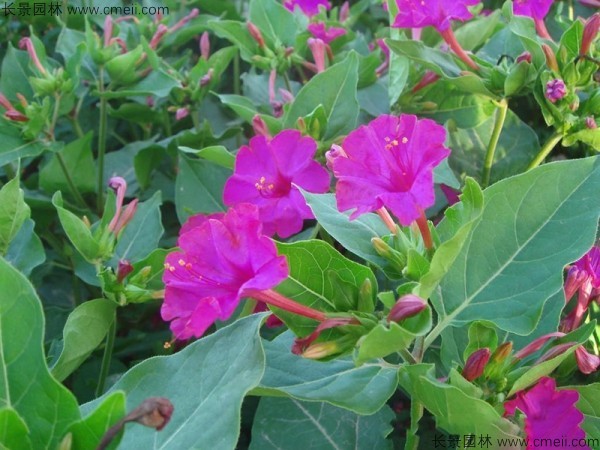 <a href='http://njszjj.com/caohuazhongzi/1648.html' target='_blank'>野茉莉</a><a href='http://njszjj.com/' target='_blank'>種子</a>發(fā)芽出苗開花圖片