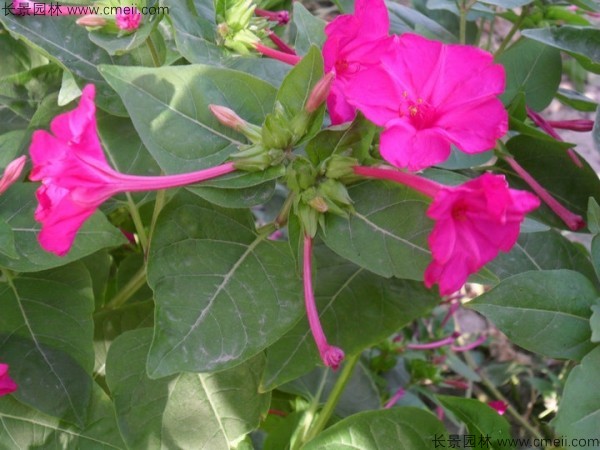 野茉莉<a href='http://njszjj.com/' target='_blank'>種子</a>發(fā)芽出苗開花圖片