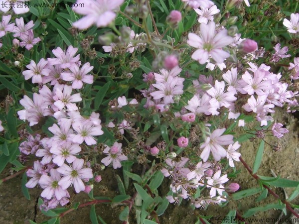 霞草<a href='http://njszjj.com/' target='_blank'>種子</a>發(fā)芽出苗開花圖片
