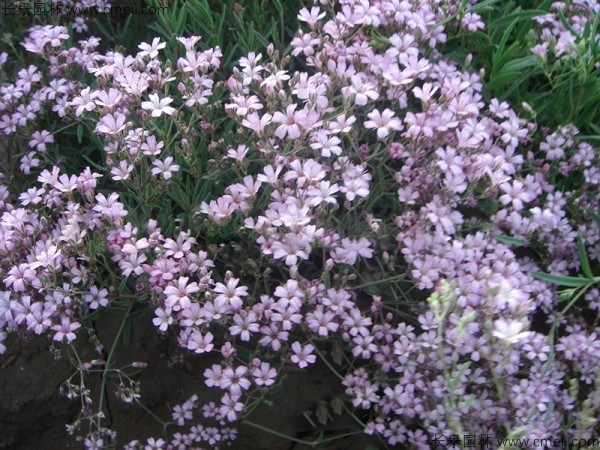 <a href='http://njszjj.com/caohuazhongzi/1636.html' target='_blank'>霞草種子</a>發(fā)芽出苗開花圖片