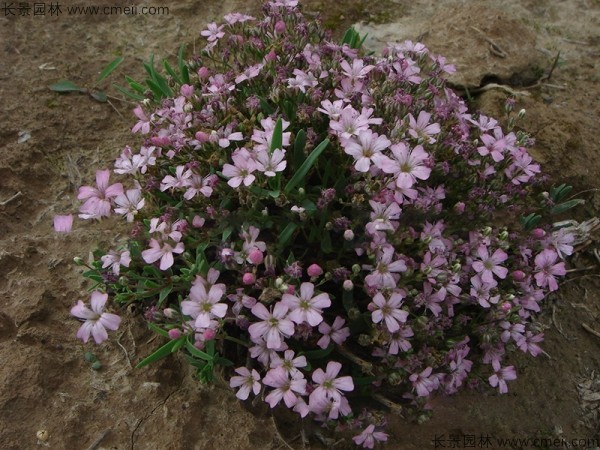 霞草<a href='http://njszjj.com/' target='_blank'>種子</a>發(fā)芽出苗開花圖片