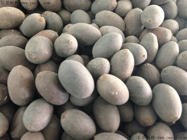 <a href='http://njszjj.com/caohuazhongzi/1630.html' target='_blank'>碗蓮種子</a>圖片