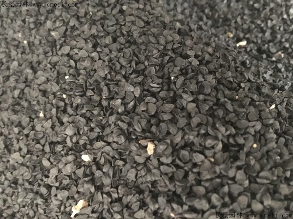 <a href='http://njszjj.com/caohuazhongzi/1617.html' target='_blank'>大絨球種子</a>圖片
