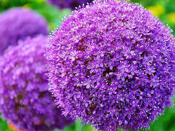<a href='http://njszjj.com/caohuazhongzi/1617.html' target='_blank'>大絨球種子</a>發(fā)芽出苗開花圖片