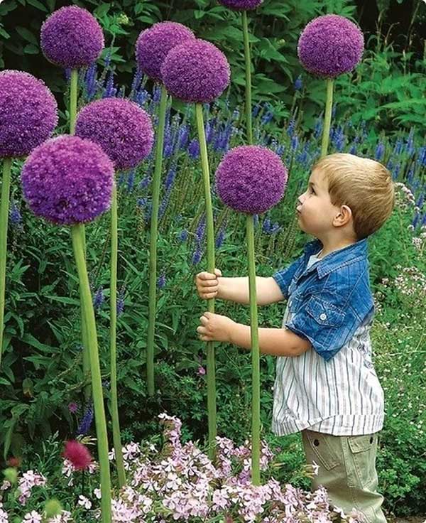 <a href='http://njszjj.com/caohuazhongzi/1617.html' target='_blank'>大絨球種子</a>發(fā)芽出苗開花圖片