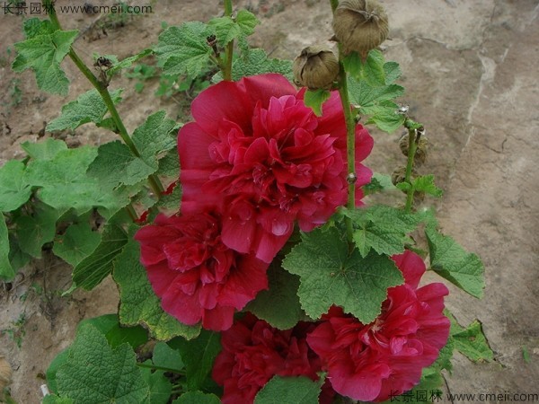 <a href='http://njszjj.com/caohuazhongzi/1593.html' target='_blank'>馬絡(luò)葵種子</a>發(fā)芽出苗開花圖片