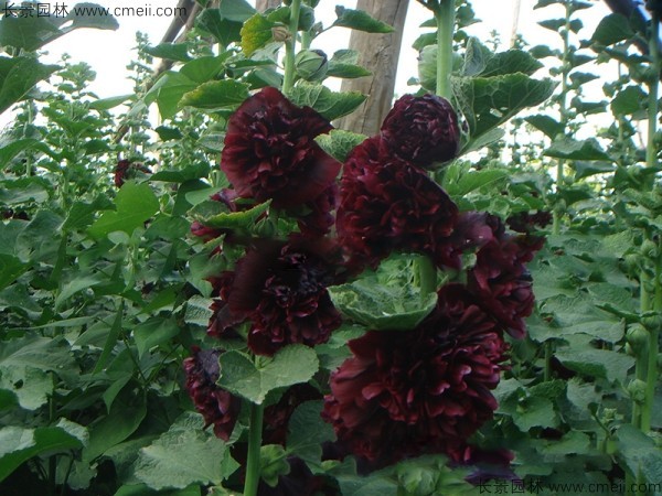 <a href='http://njszjj.com/caohuazhongzi/1593.html' target='_blank'>馬絡(luò)葵種子</a>發(fā)芽出苗開花圖片