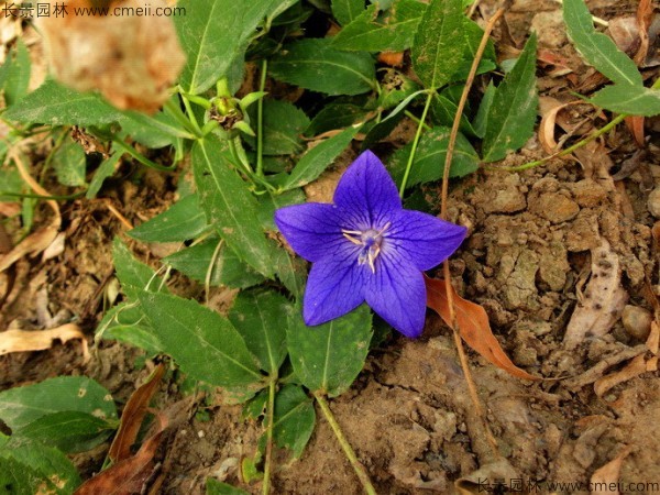 <a href='http://njszjj.com/caohuazhongzi/1573.html' target='_blank'>桔梗種子</a>發(fā)芽出苗圖片