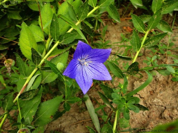 <a href='http://njszjj.com/caohuazhongzi/1573.html' target='_blank'>桔梗種子</a>發(fā)芽出苗圖片