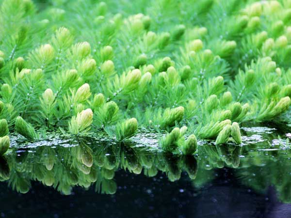 金魚藻<a href='http://njszjj.com/' target='_blank'>種子</a>發(fā)芽出苗圖片
