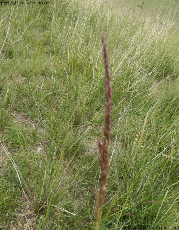 芨芨草<a href='http://njszjj.com/' target='_blank'>種子</a>發(fā)芽出苗圖片