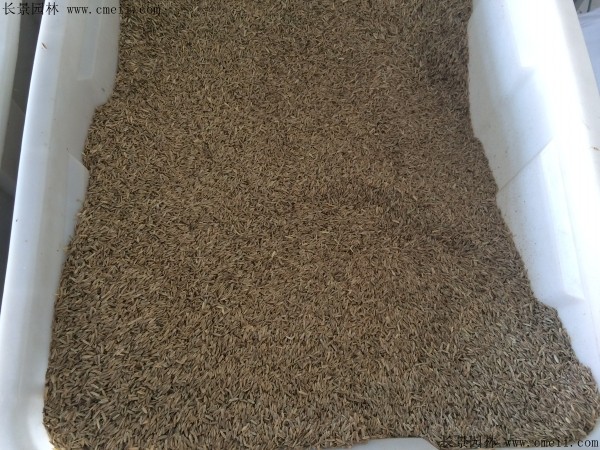 芨芨草<a href='http://njszjj.com/' target='_blank'>種子</a>圖片