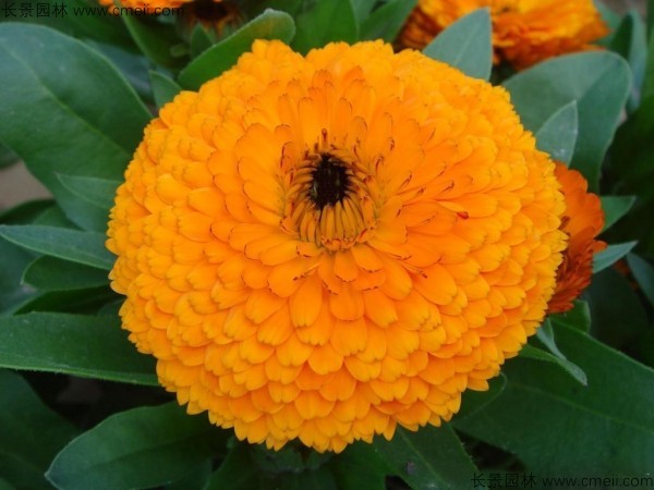 <a href='http://njszjj.com/caohuazhongzi/1070.html' target='_blank'>黃金菊種子</a>發(fā)芽出苗開花圖片