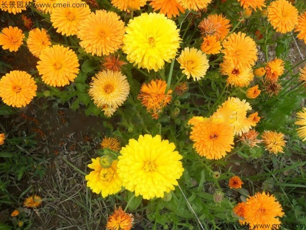 <a href='http://njszjj.com/caohuazhongzi/1070.html' target='_blank'>黃金菊種子</a>發(fā)芽出苗開花圖片